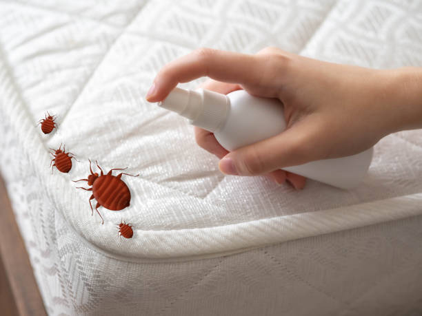 Best Pest Prevention Services  in Kihei, HI
